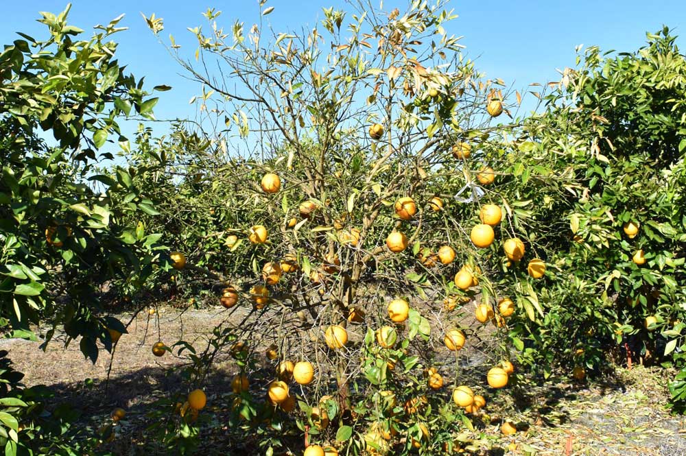 Citrus-Geening-3.jpg