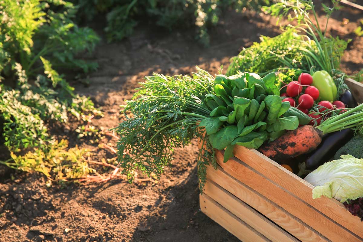 cosecha-verduras.jpg